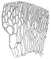 Warnstorfia sarmentosa, alar cells. Drawn from A.J. Fife 8100, CHR 436833.
 Image: R.C. Wagstaff © Landcare Research 2014 